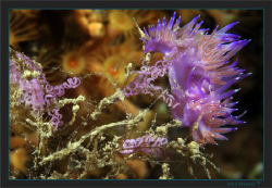 Pink coryphella laying eggs by Sven Tramaux 
